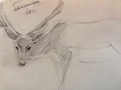 Deer
pencil